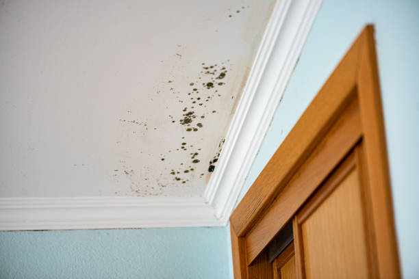 Best Emergency Mold Removal  in USA