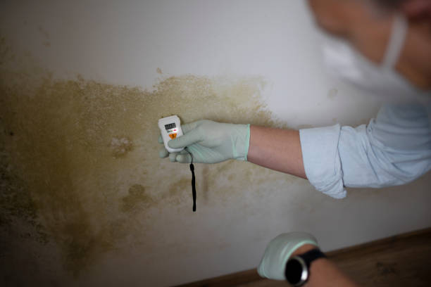 Best Mold Damage Repair  in USA